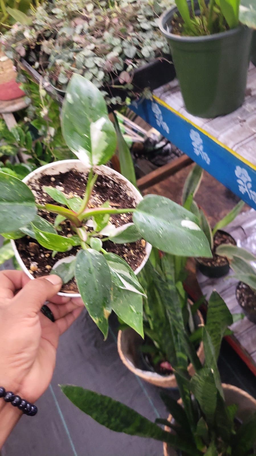 6 inch pot - White Wizzard Philodendron plant - Get similar to the picture