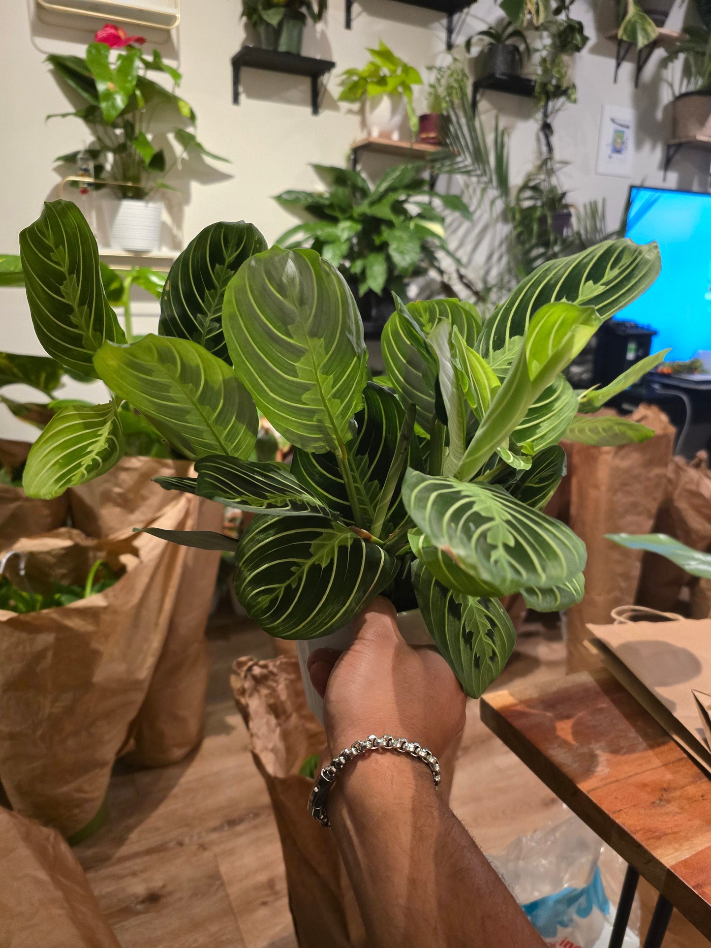 6 inch pot -Lemon Lime Prayer Plant Marantha, Popular and Attractive houseplant, Gorgeous Live Indoor Plant, Easy Care-Get similar to the picture