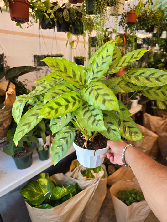 6 inch Pot - Big plant Calathea Leopardina indoor plant, easy care - Get similar to picture