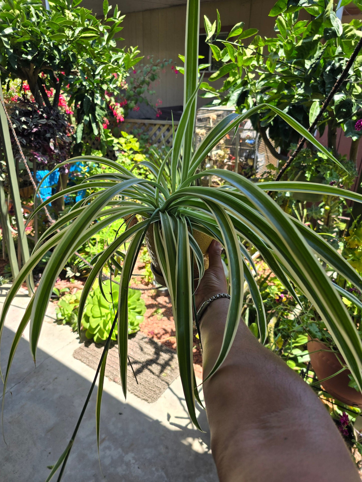 5 inch pot - Spider plant Reversed variegated  - Exact plant! Jun 22, 2024