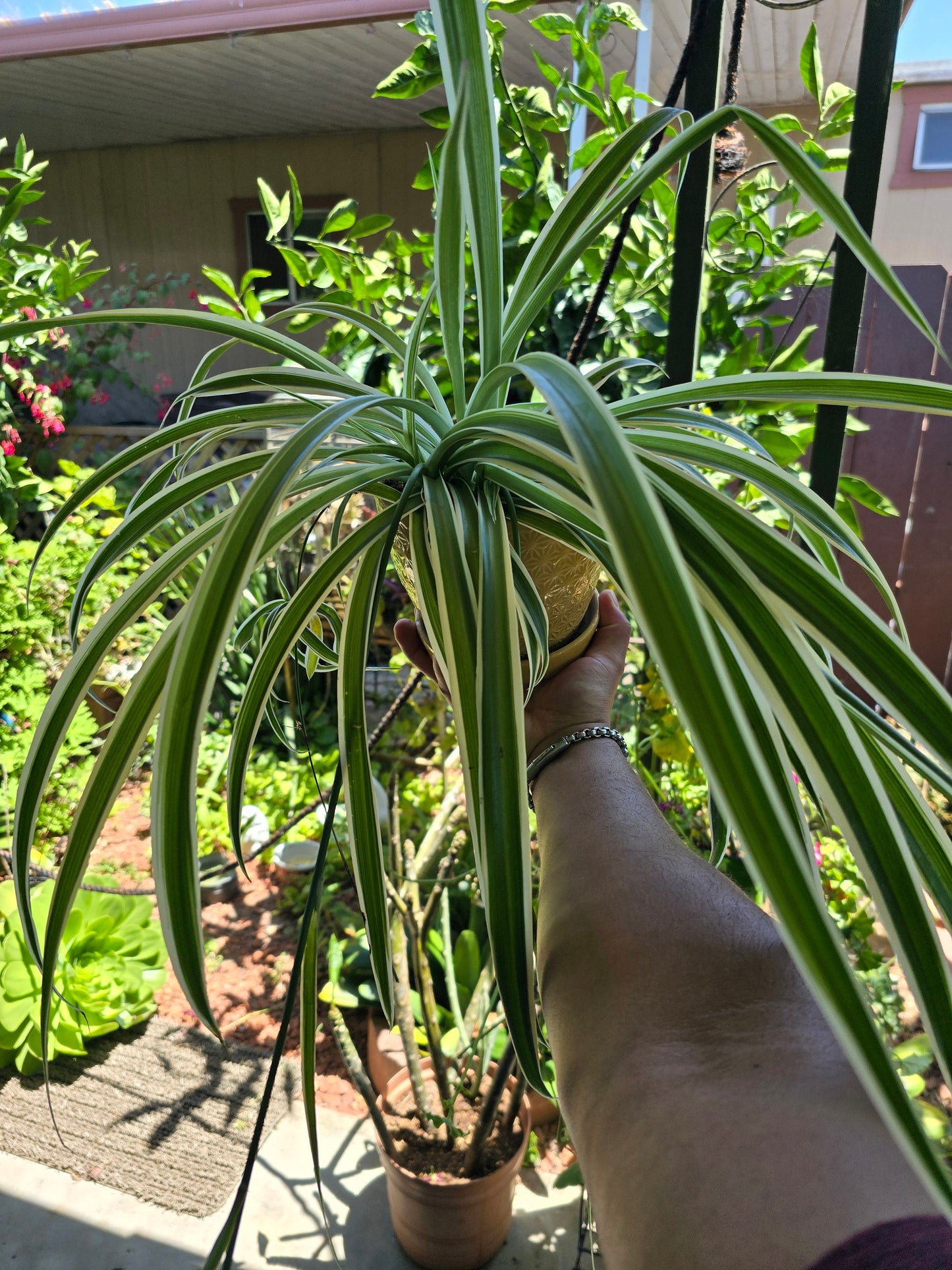 5 inch pot - Spider plant Reversed variegated  - Exact plant! Jun 22, 2024