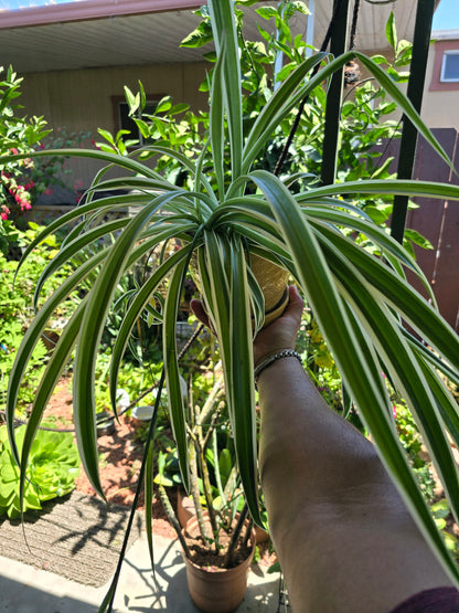 5 inch pot - Spider plant Reversed variegated  - Exact plant! Jun 22, 2024