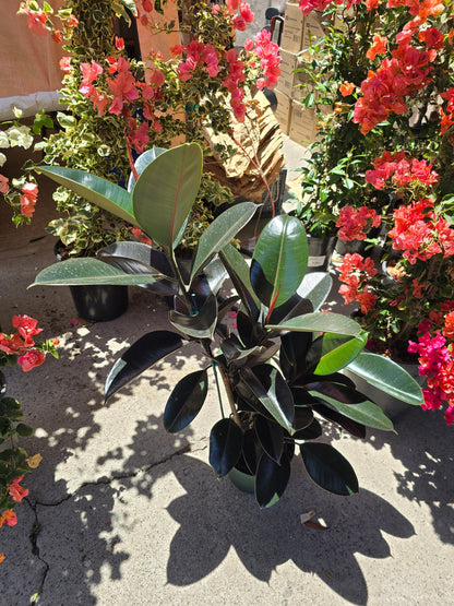 8" Pot - XL size Ficus elastica "Cabarnet" Variegated Rubber Tree - Get one similar to picture