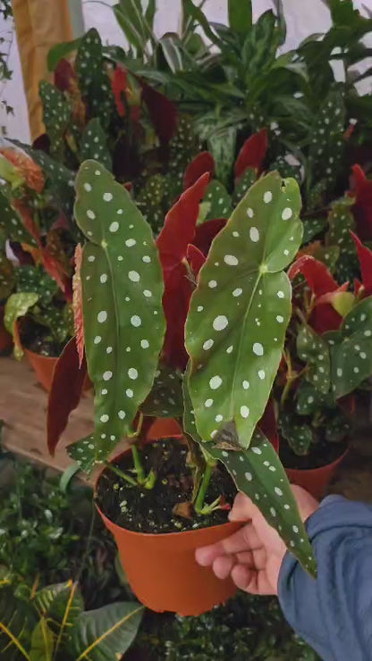 6 inch Pot- Polka Dot Begonia, Begonia Maculata Wightii 1-1.5 ft. Tall indoor plant Easy care- Get similar to picture