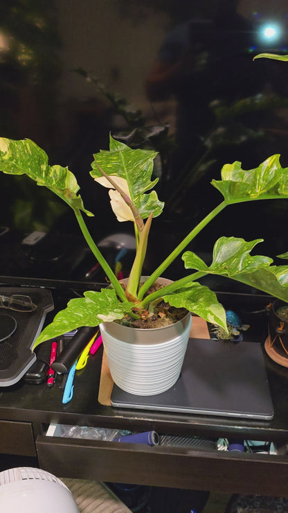 Philodendron  'Ring Of Fire', indoor Plant in 8 inch Pot