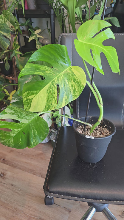 6 inch Pot, exact plant - Monstera Aurea Variegated, picture taken Aug 15th, 2024 (EP-130)