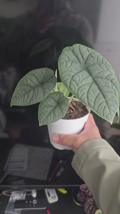 4 inch pot - Alocasia Melo- Rare Find House plant Easy care- Get similar