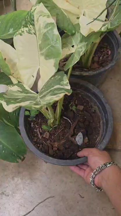 Alocasia Dawn Variegated rare collection - root in moss 1.5-2 feet tall