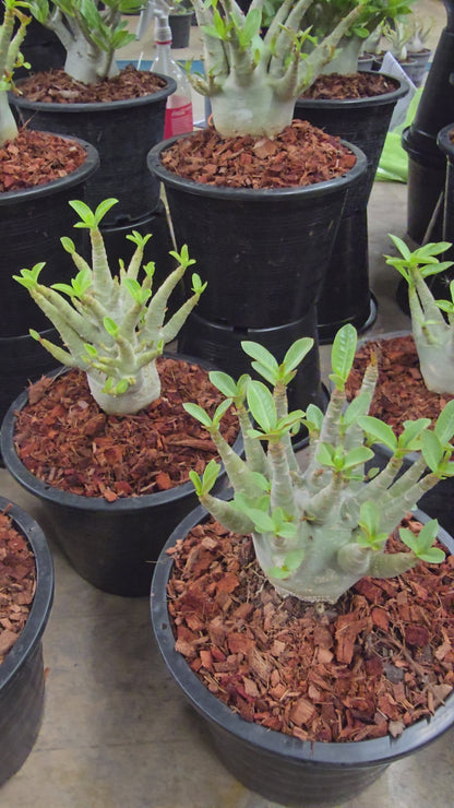 Adenium arabicum root in moss