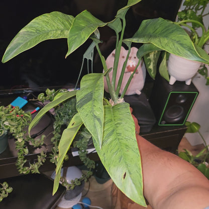 Epipremnum Giganteum Marble Variegated-  get similar