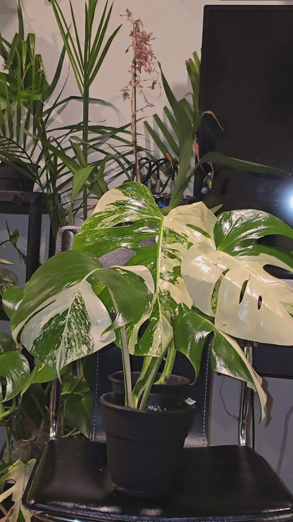 Root in moss 4+ leaves- Monstera Delisiosa 'Albo' Variegated Rare Plant- Get Similar