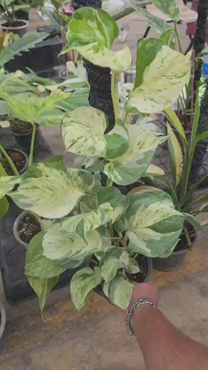 Snow Queen pothos roots in moss, growing vertical