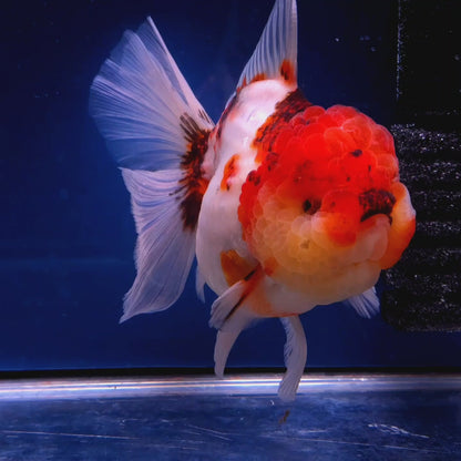 Live Exact Goldfish Oranda Show Quality Tri Color Rosetail 6-7" inch female (GF7)