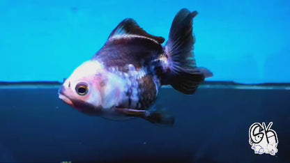 Live Exact Goldfish Oranda Show Quality Panda Yuanbao style 3.5 inch total size Female (GF1)