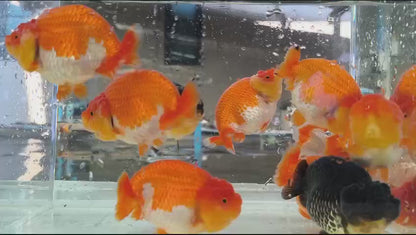 (RAN-02-AA/AAA) Red and White Ranchu High Quality Wholesale Bag - Pick Size and Quantity in Bag