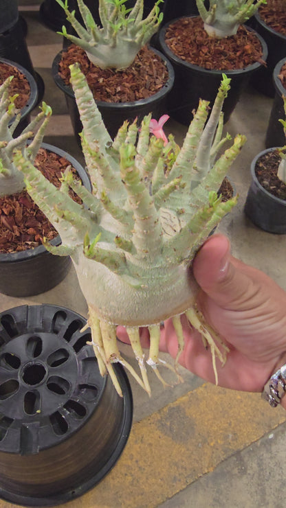 Adenium arabicum root in moss