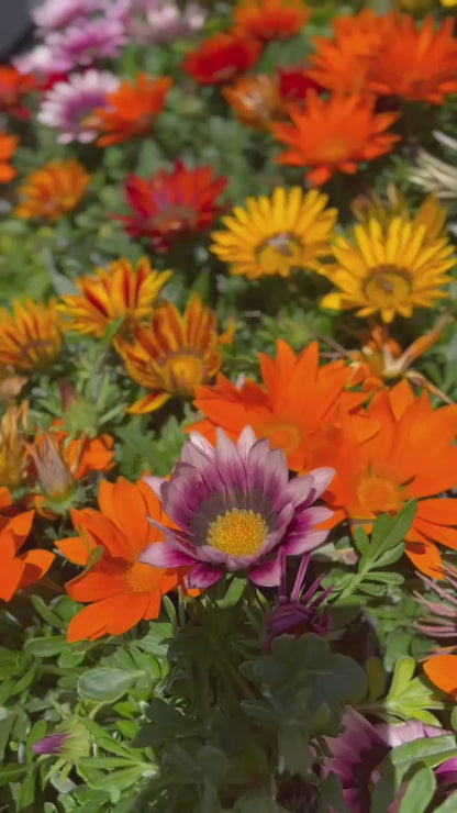 Gazania flowers Deep Orange, also known as Treasure Flowers or African Daisies 6 set of 4 inch pot