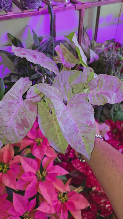 Syngonium Pink Confetti - Exact Plant, Dec 15, 2024