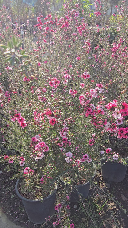 Leptospermum scoparium 'Pink Cascade' 5 gallon pot 5tf tall - Get similar