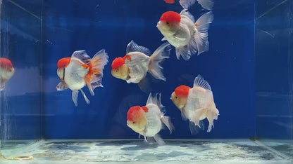 (ORA-19-AA/AAA) Red Cap White Oranda High Quality Wholesale Bag - Pick Size and Quantity in Bag