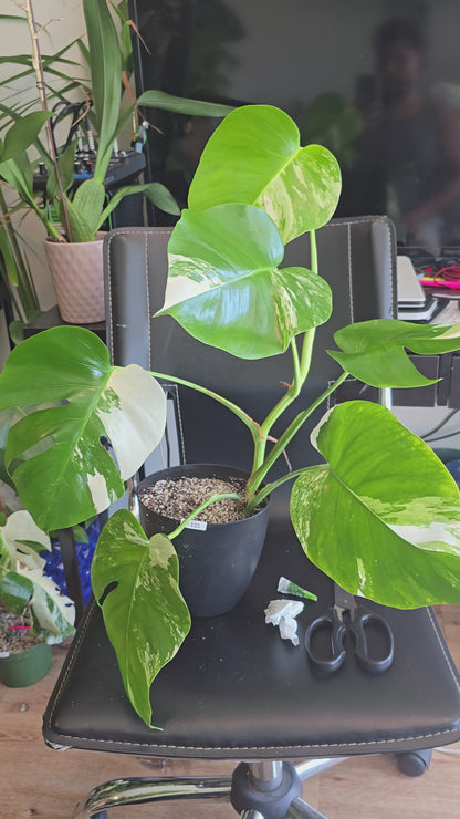 6 inch Pot, exact plant - Monstera Albo Variegated, picture taken Aug 15th, 2024 (EP-131)