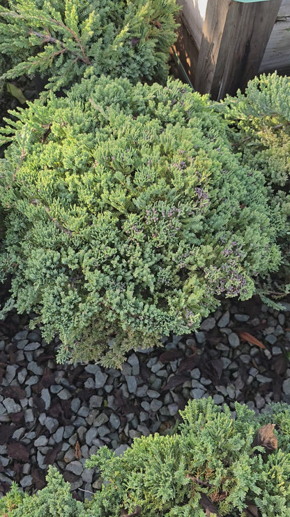 Juniperus Procumbens 'Nana 5 gallon pot - Get similar