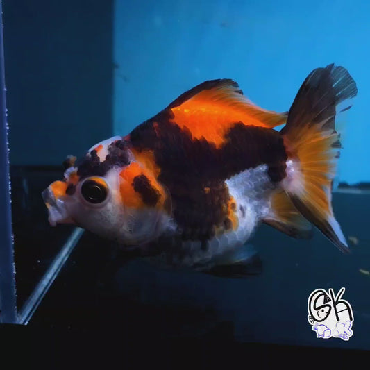 Live Exact Goldfish Oranda Show Quality Tri color Yuanbao style 4 inch total size Male (GF3)