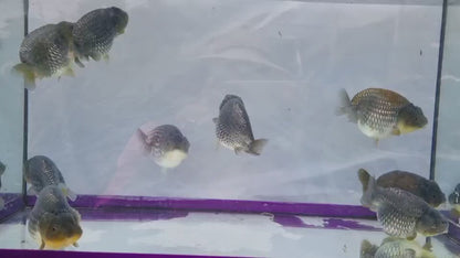 (RAN-05-AA/AAA) Blue Silver Ranchu High Quality Wholesale Bag - Pick Size and Quantity in Bag