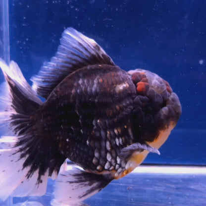 Live Exact Goldfish Oranda Show Quality Kirin Rosetail 6-7" inch male (GF6)