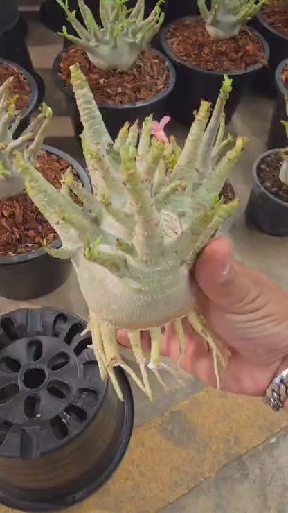 Adenium arabicum root in moss