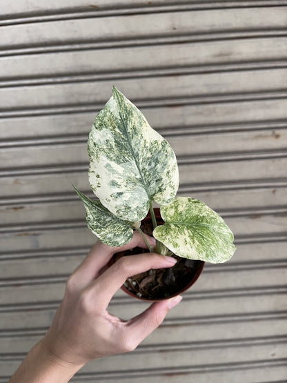 (UG-13sm)Root in moss 3-4 leaves- Monstera Delisiosa 'Legacy' Smaller Variegated Rare Plant- Get Similar to the picture