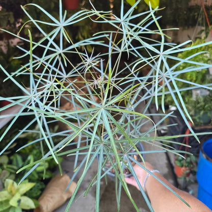 Brachychiton australis in 1 gallon pot