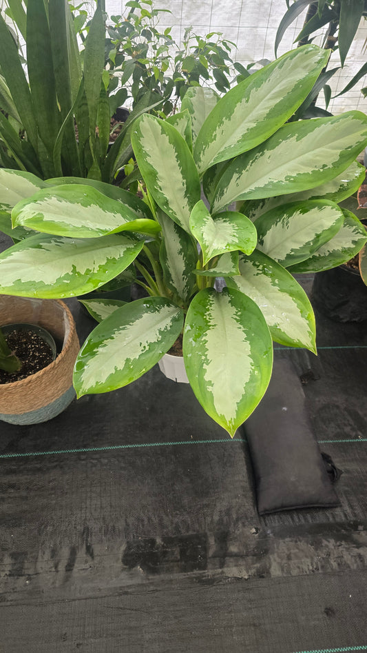 Silver Moon Aglaonema, in 8 inch pot Air-Purifying Indoor Plant
