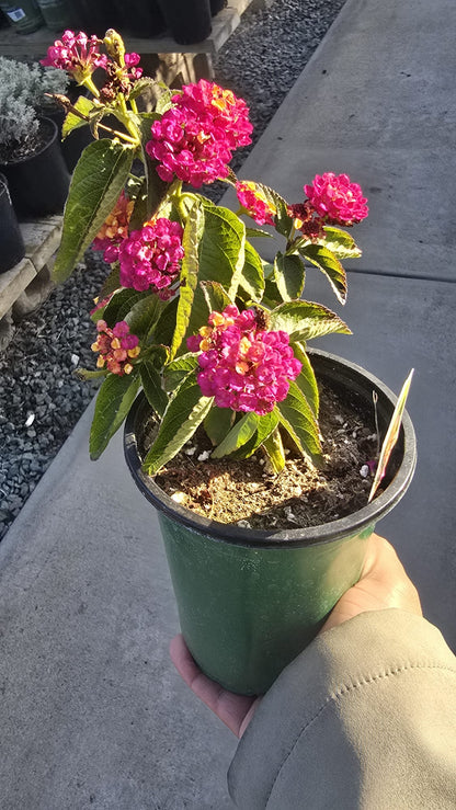 Pink West Indian Lantana camara plant in 5 inch pot Easy care
