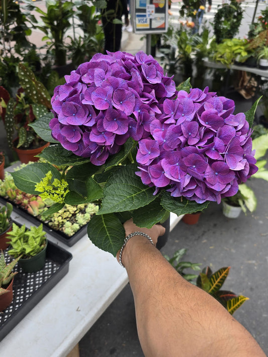 Hydrangea macrophylla purple flower in 1 gallon pot