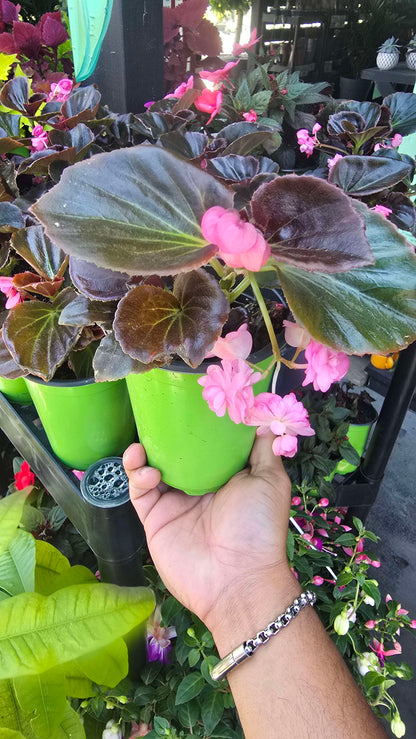 Wax Begonia (Begonia semperflorens) in 5 inch pot