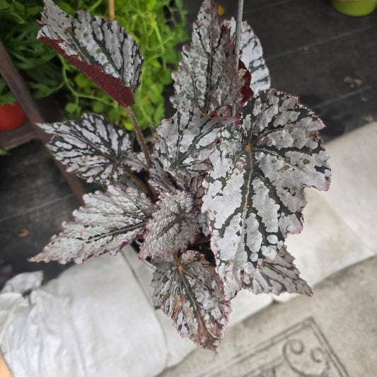 Painted-leaf begonia
Plant Silver in 6 inch pot
