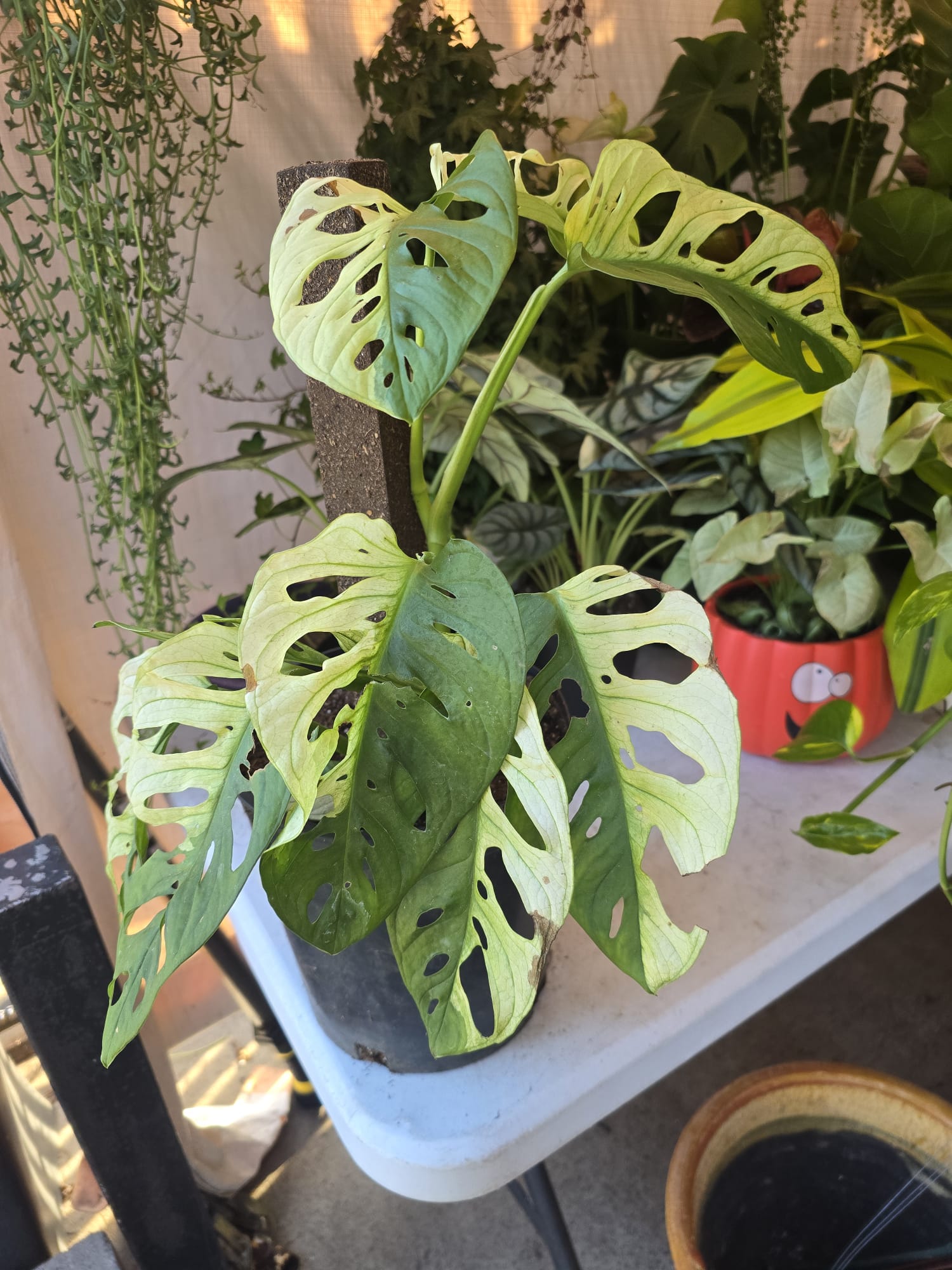 wide leaf monstera adansonii Albo Big leaf Adansonii monstera in 1 gallon pot