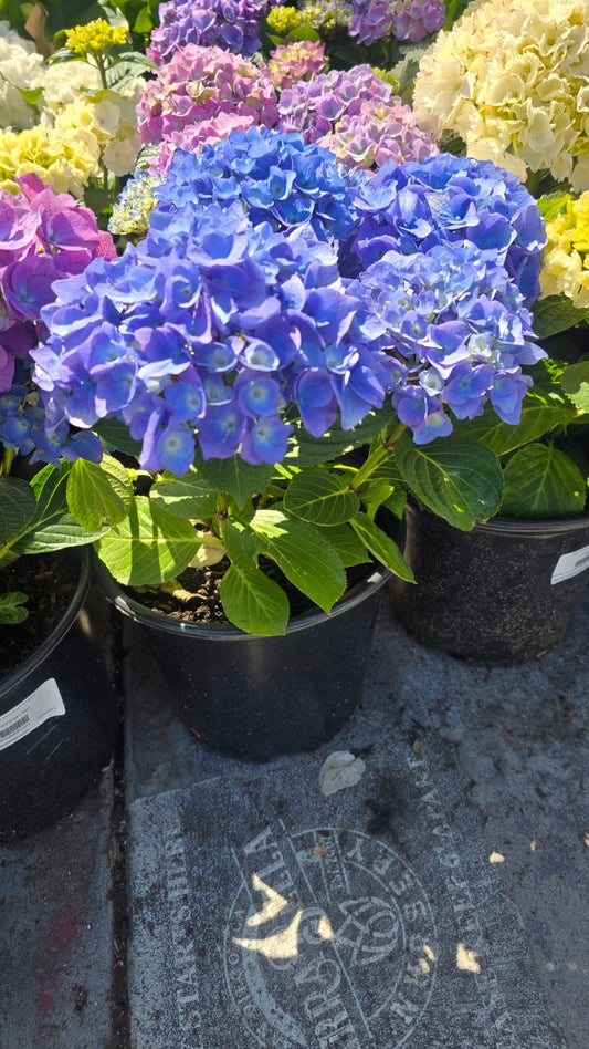 Blue Hydrangea macrophylla in 3 gallon pot