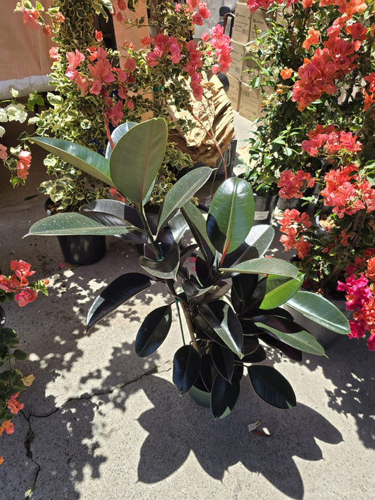 Cabernet Rubber Tree ficus in 8 inch pot, full 2.5 feet tall