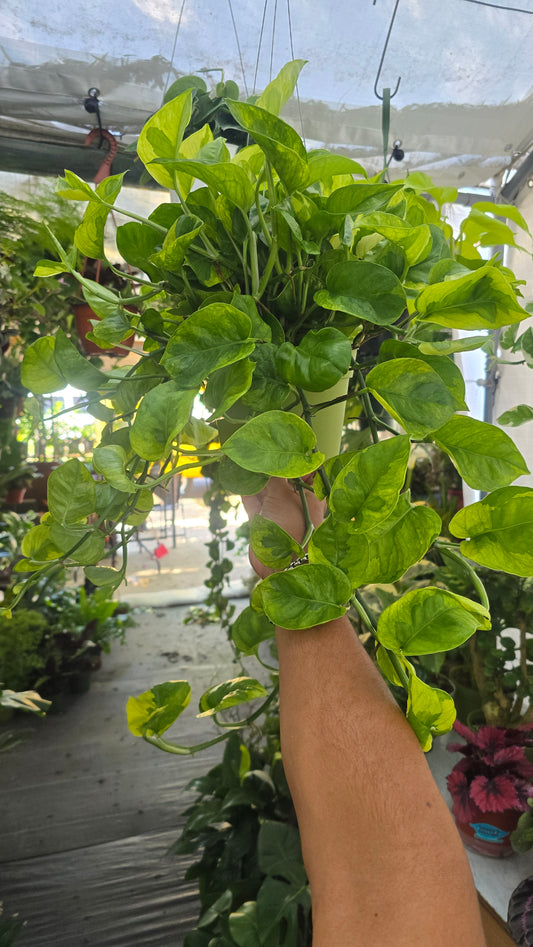 Epipremnum aureum Lemon Meringue
