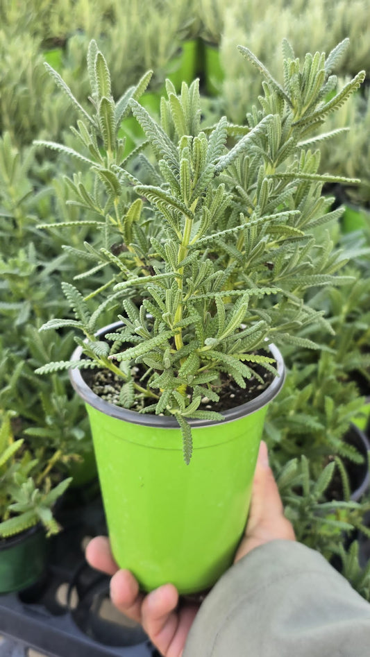 French Lavender in 5 inch pot aromatic plant