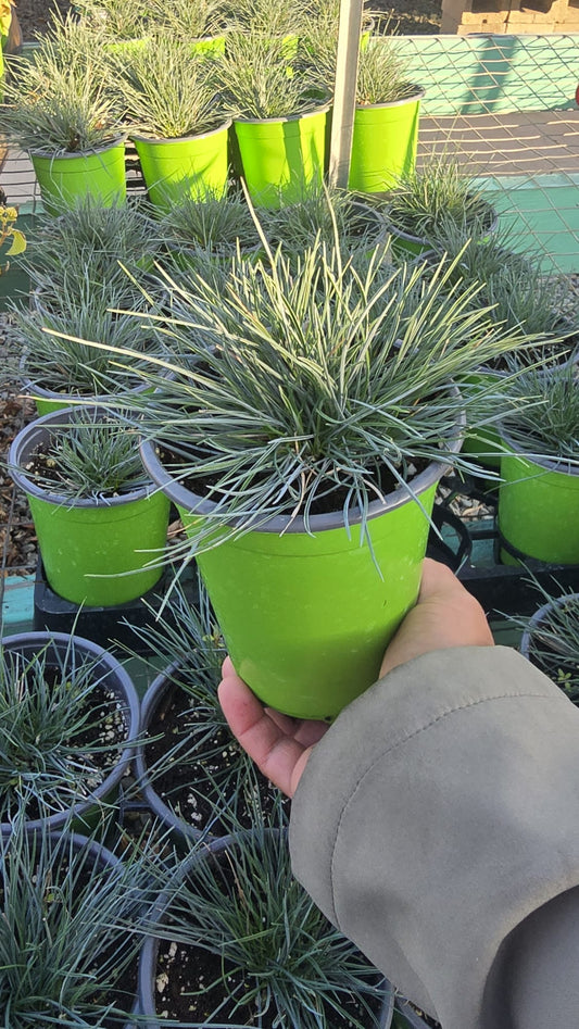 Blue Fescue, Festuca glauca 'Elijah Blue' grass in 5 inch pot