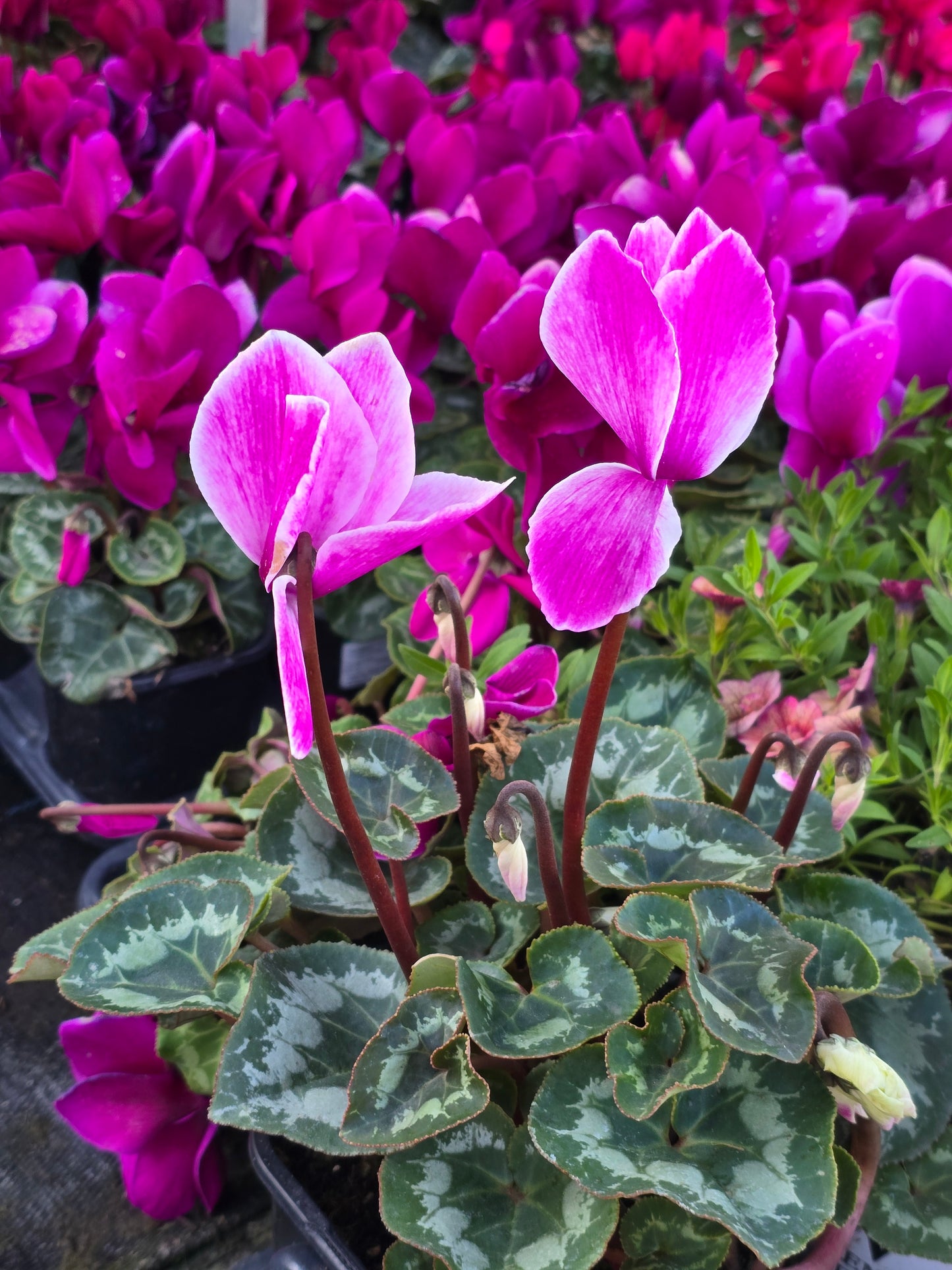 Cyclamen Pink White Rim, Christmas gifts in 5 inch pot Winter Flowers- Get Similar