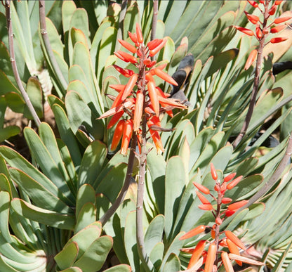 Aloe Plicatilis Fan Aloe Live Plant | Rare Succulent Tree | Drought-Tolerant | Architectural Plant | Garden or Patio Ready