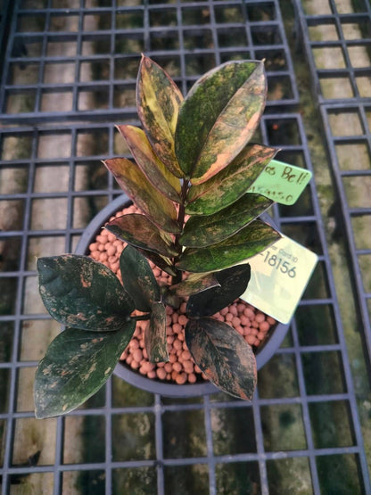 Black ZZ Yellow Variegated 8+ leaves AA grade