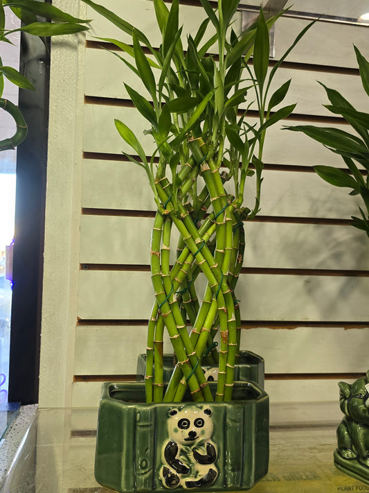 Lucky Bamboo on a Panda Base Gift tangled plant - Get similar