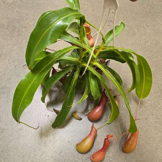 Nepenthes × ventrata in hanging basket carnivorous plant Easy care 6 inch pot