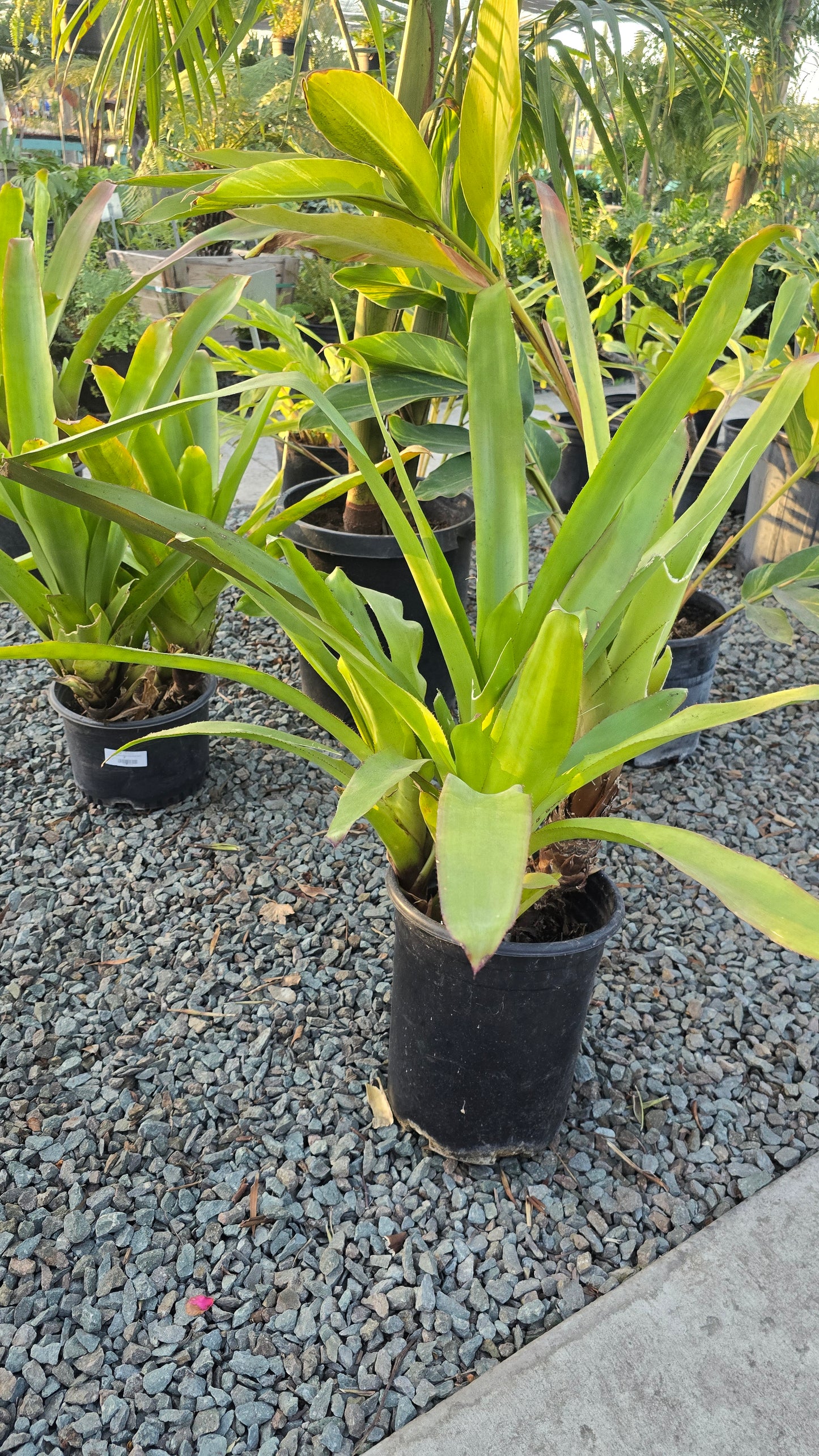 Aechmea blanchetiana in 5 Gallon - Get similar