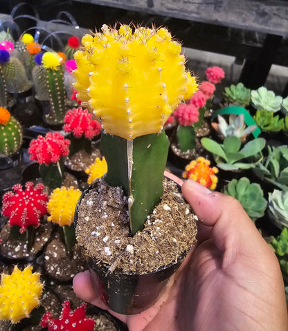 4 pots 2in Pot - Gymnocalycium mihanovichii Red, Orange, Pink, Yellow Cactus Cleistocactus Cactus, beautiful mix - Get 4 similar each color- msg for customize